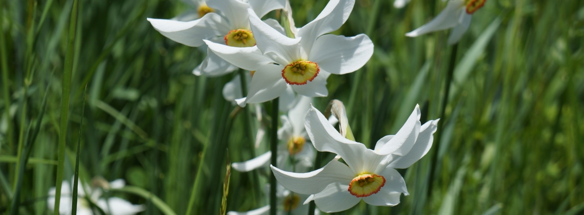 Narcisse des poètes (Narcissus poeticus) - Famille des liliacées